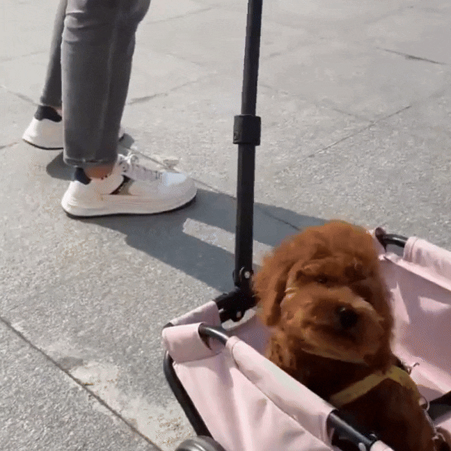 PawCruze – Mini-Buggy für Zuhause