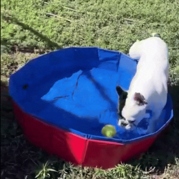 PawCooler - Hondenzwembad