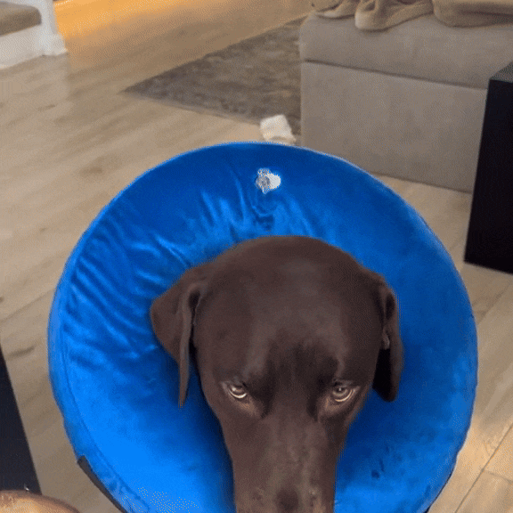 CloudCollar – Opblaasbare Hundemaske