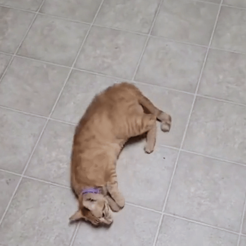 PawLuxe – Hundeband für Katzen