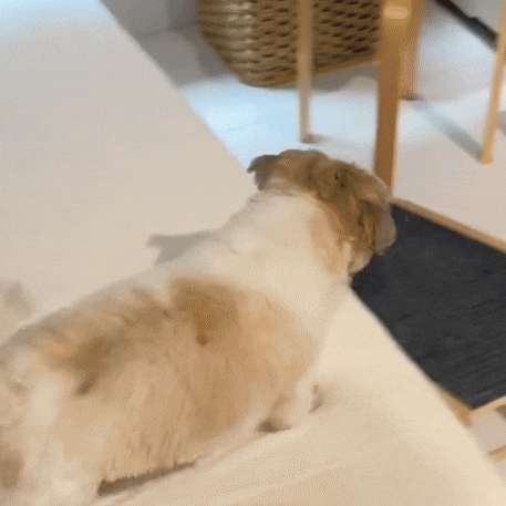 Verstellbarer Loopplank für Honden van Hout, Anti-Rutsch-Oberfläche und kompaktes Design für Bergen – PawRampEase