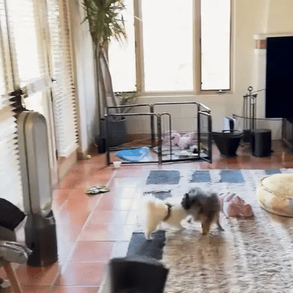 BarkShield™ – Anti-Blaftrainer-Hund 