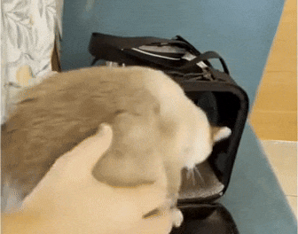 Luchtige Katten Draagtas mit komfortablem Pasvorm Veilig und Lichtgewicht für unterwegs – PawPorter