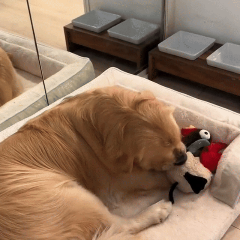 Orthopädisches Hundebett mit Stevig Schuim Komfort für Senioren - PawNest