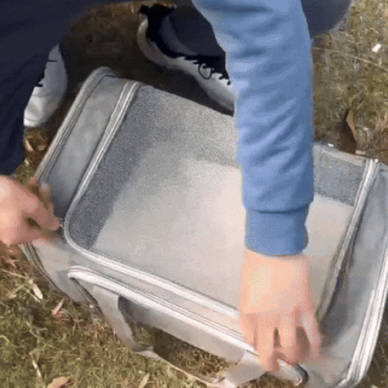 AirPaws – Fliegende Hunde