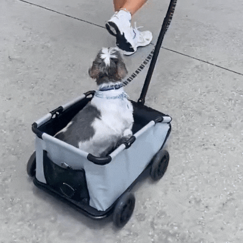 PawCruze – Mini-Buggy für Zuhause