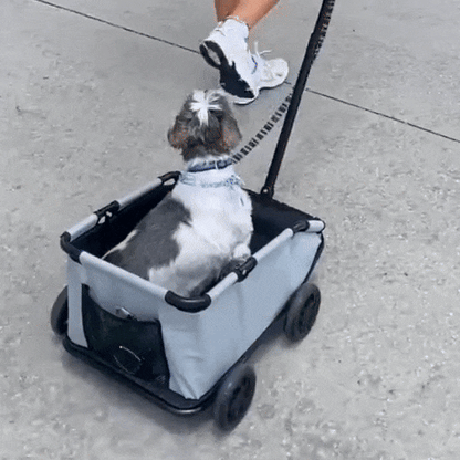 PawCruze – Mini-Buggy für Zuhause